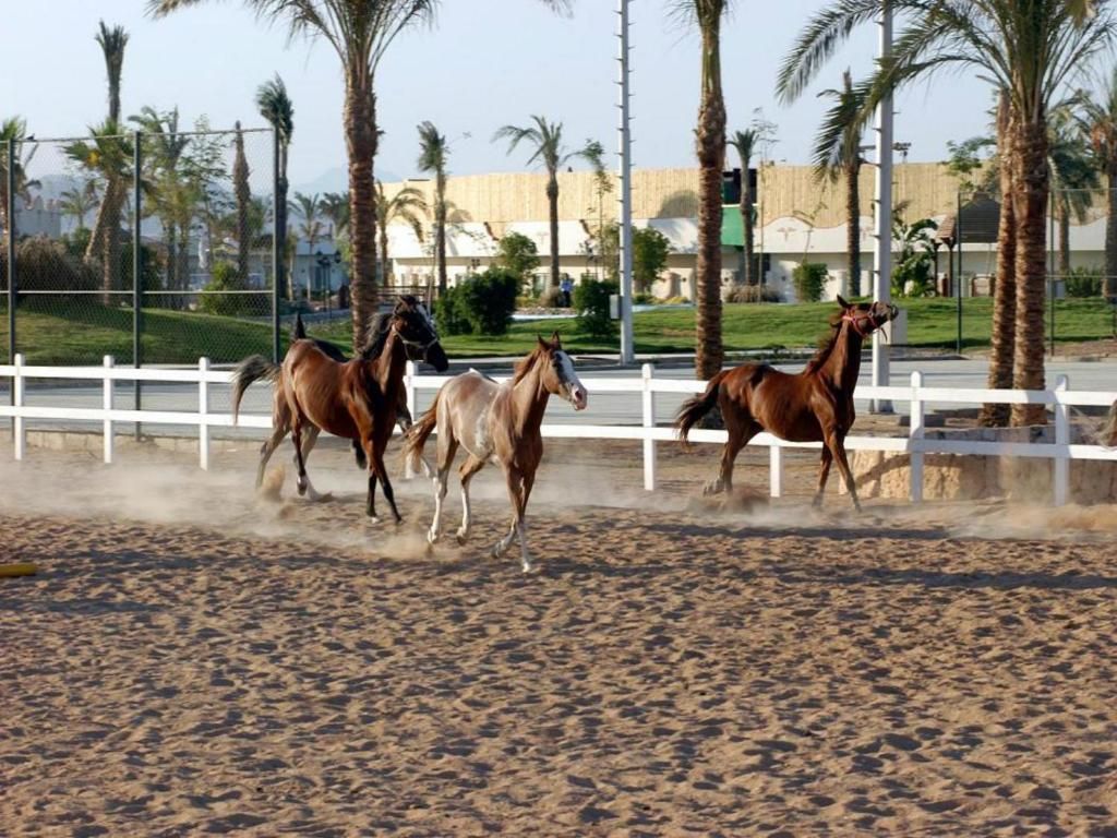 صورة الفندق 2